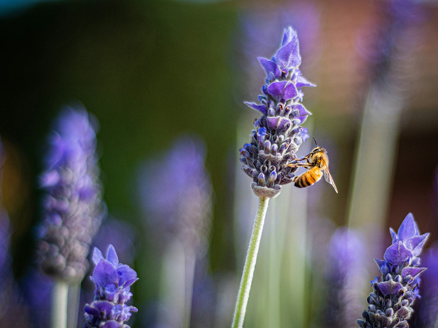 Bee on a lavendar flower
