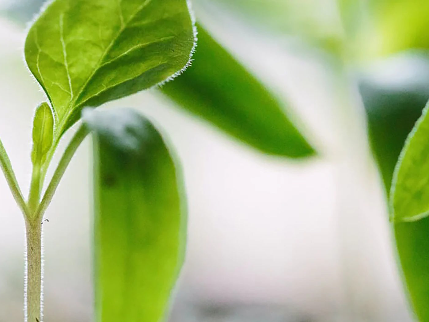 Close up shot of plant leaves