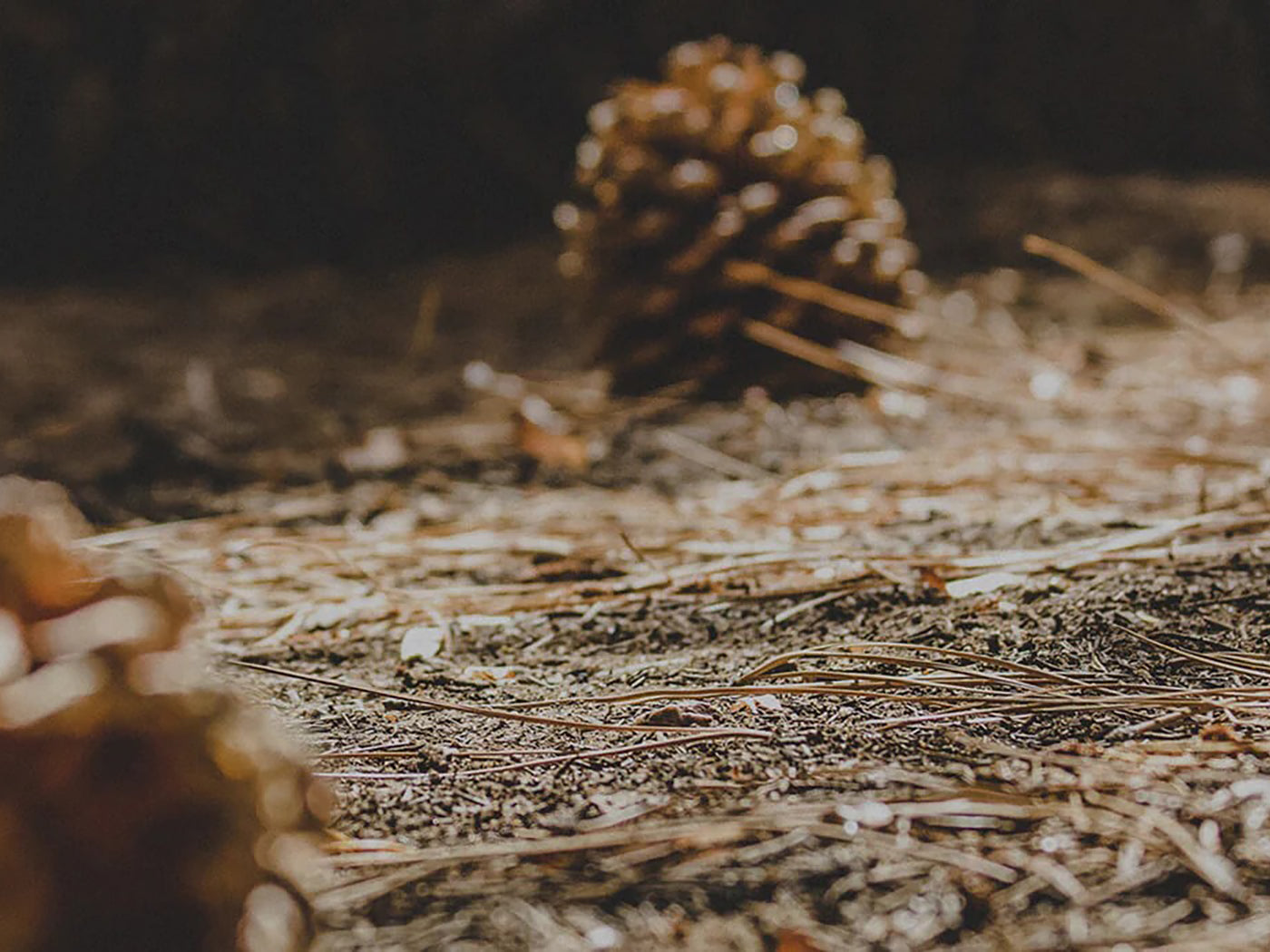 photo of a pinecone on the ground
